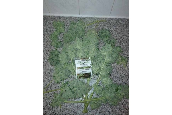 Auto White Widow (Dutch Passion) feminized Auto White Widow (Dutch Passion) feminized