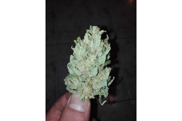 Auto White Widow (Dutch Passion) feminized Auto White Widow (Dutch Passion) feminized