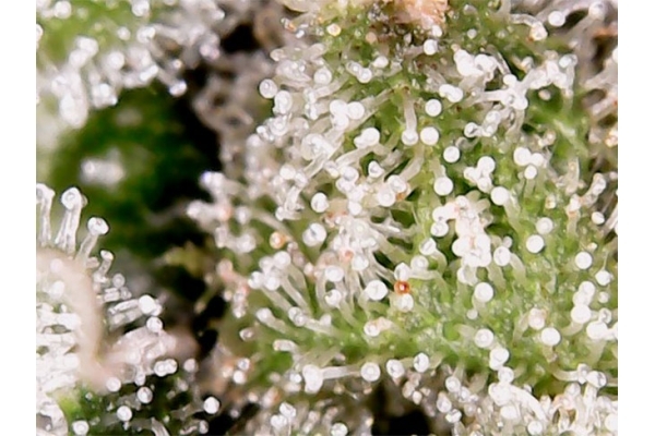 Blue Auto Mazar (Dutch Passion) feminized Blue Auto Mazar (Dutch Passion) feminized