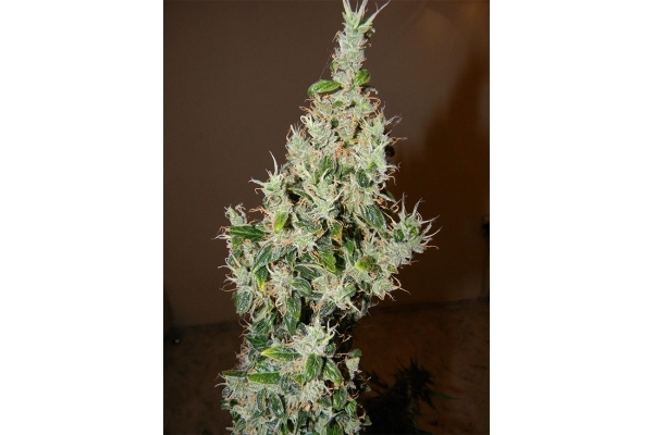 Blue Auto Mazar (Dutch Passion) feminized Blue Auto Mazar (Dutch Passion) feminized