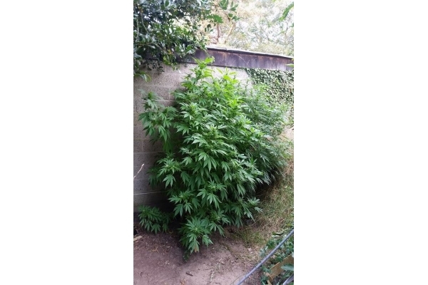 Big Bomb (Bomb Seeds) feminized