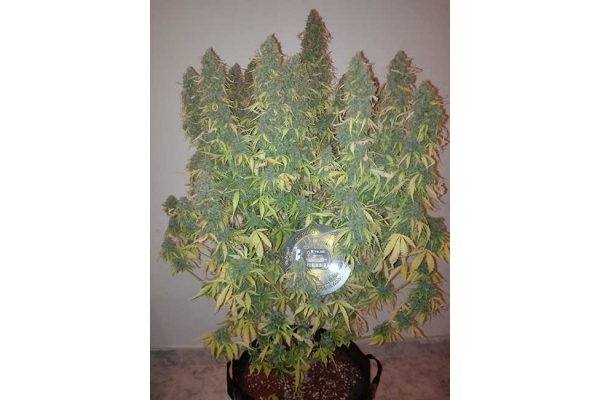 Big Bang Autoflowering (Greenhouse Seeds) feminized Big Bang Autoflowering (Greenhouse Seeds) feminized