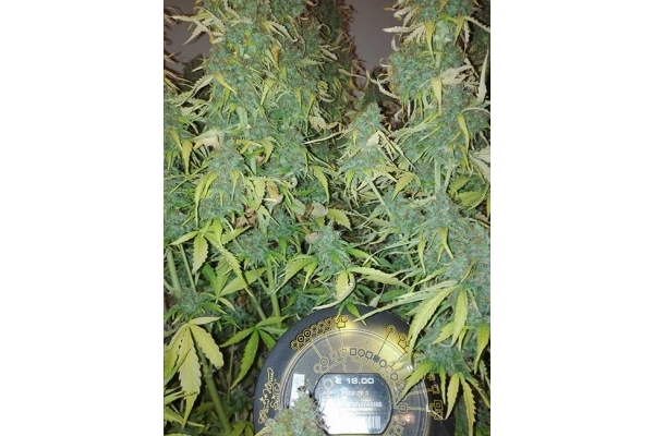 Big Bang Autoflowering (Greenhouse Seeds) feminized Big Bang Autoflowering (Greenhouse Seeds) feminized