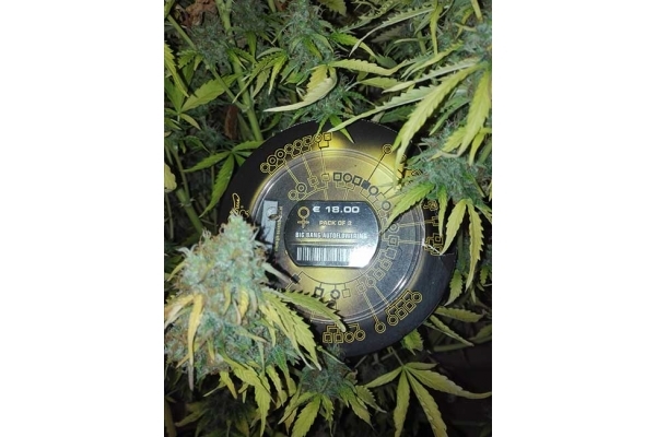 Big Bang Autoflowering (Greenhouse Seeds) feminized Big Bang Autoflowering (Greenhouse Seeds) feminized