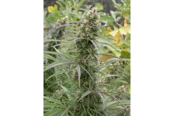 Congo (ACE Seeds) feminized Congo (ACE Seeds) feminized