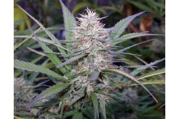 Congo (ACE Seeds) feminized Congo (ACE Seeds) feminized