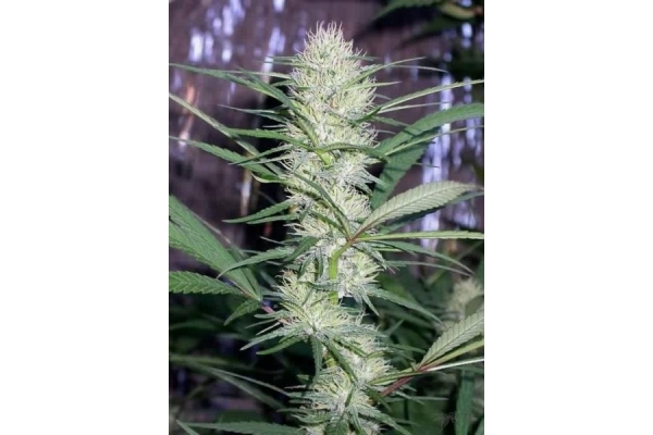 Congo (ACE Seeds) feminized Congo (ACE Seeds) feminized