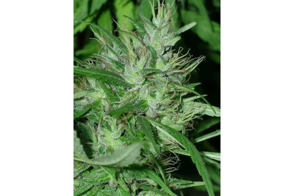 Congo (ACE Seeds) feminized Congo (ACE Seeds) feminized