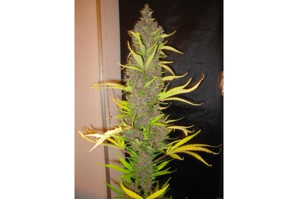 Congo (ACE Seeds) feminized Congo (ACE Seeds) feminized