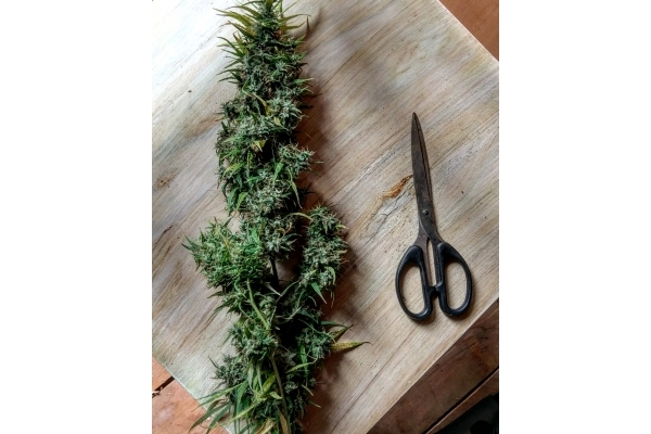 Malawi (ACE Seeds) feminized Malawi (ACE Seeds) feminized