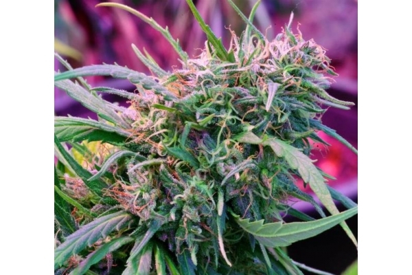 Malawi (ACE Seeds) feminized Malawi (ACE Seeds) feminized