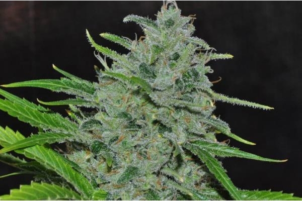 Malawi (ACE Seeds) feminized Malawi (ACE Seeds) feminized