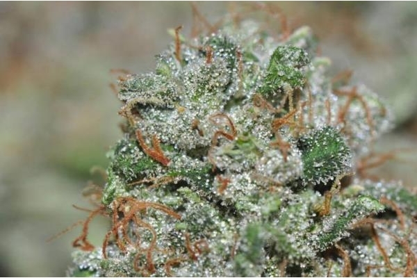 Malawi (ACE Seeds) feminized Malawi (ACE Seeds) feminized