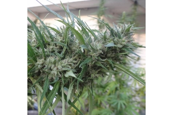 Malawi (ACE Seeds) feminized Malawi (ACE Seeds) feminized