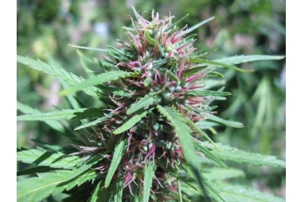 Malawi (ACE Seeds) feminized Malawi (ACE Seeds) feminized