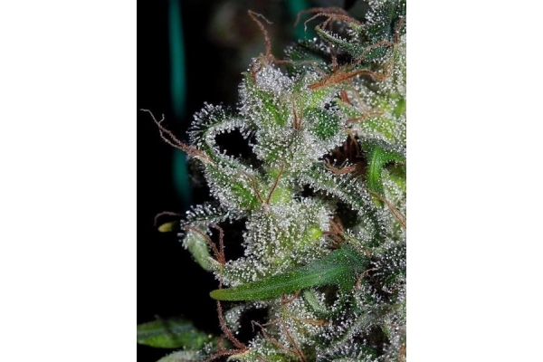 Zamaldelica (ACE Seeds) feminized Zamaldelica (ACE Seeds) feminized