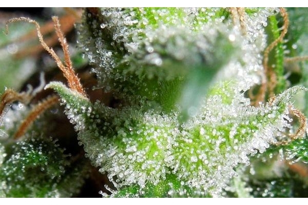Zamaldelica (ACE Seeds) feminized Zamaldelica (ACE Seeds) feminized