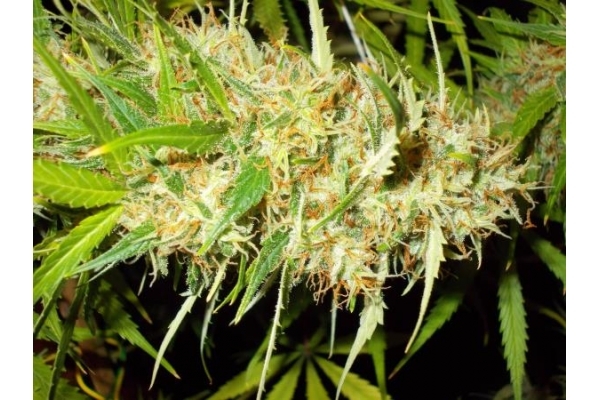 Zamaldelica (ACE Seeds) feminized Zamaldelica (ACE Seeds) feminized