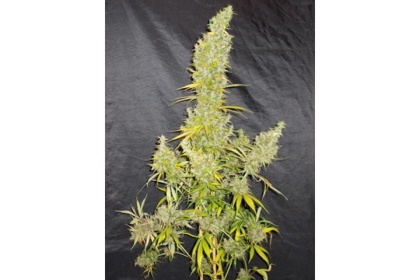 Zamaldelica (ACE Seeds) feminized Zamaldelica (ACE Seeds) feminized