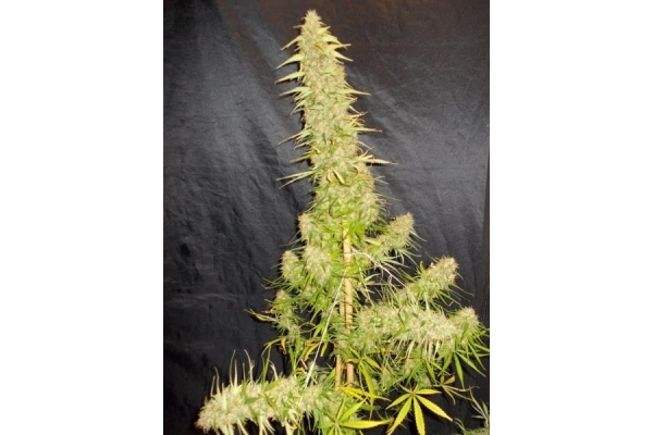 Zamaldelica (ACE Seeds) feminized Zamaldelica (ACE Seeds) feminized