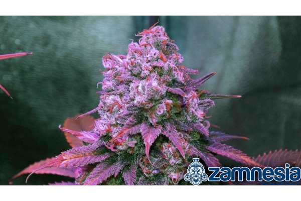 Blue Dream (Zamnesia Seeds) feminized