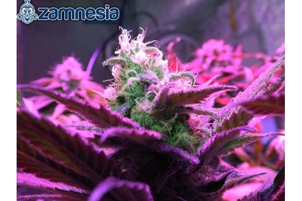 Blue Dream (Zamnesia Seeds) feminized