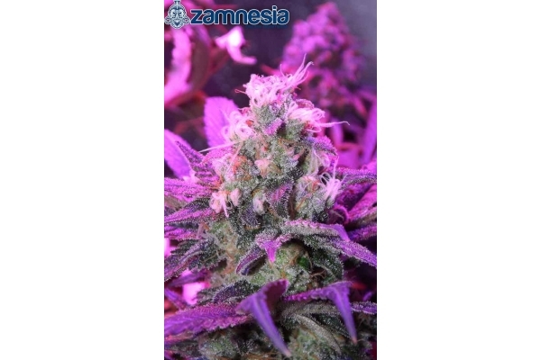 Blue Dream (Zamnesia Seeds) feminized