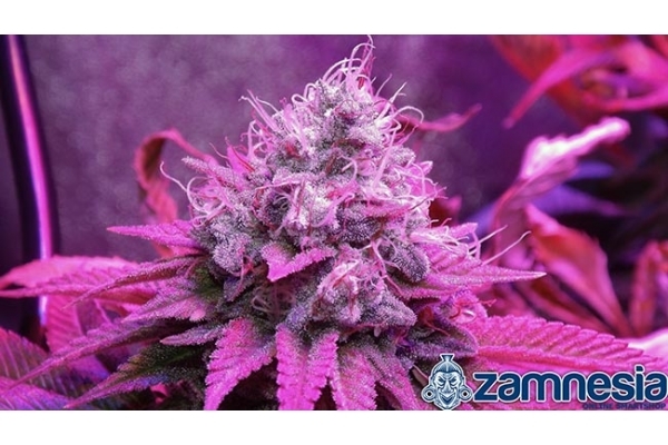 Blue Dream (Zamnesia Seeds) feminized