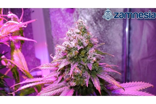 Blue Dream (Zamnesia Seeds) feminized