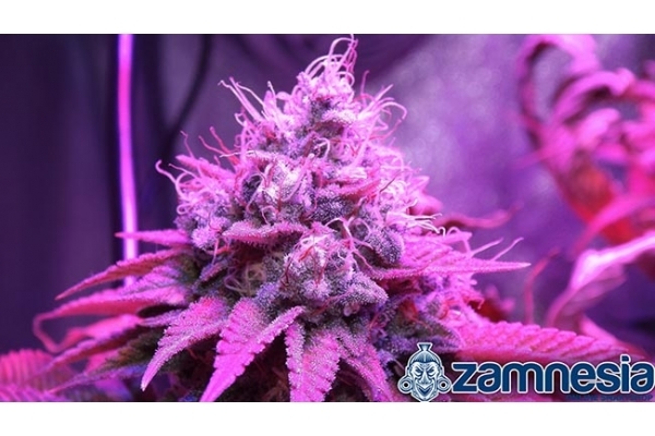 Blue Dream (Zamnesia Seeds) feminized