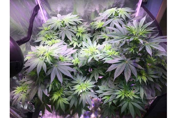 Blue Dream (Zamnesia Seeds) feminized