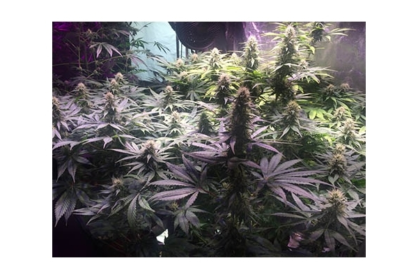 Blue Dream (Zamnesia Seeds) feminized