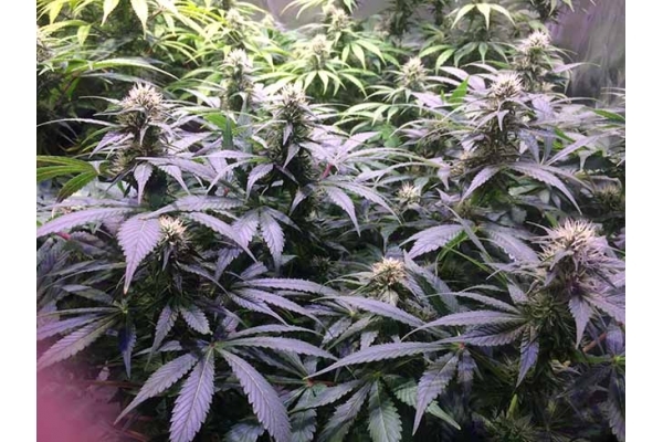 Blue Dream (Zamnesia Seeds) feminized