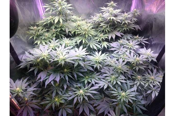 Blue Dream (Zamnesia Seeds) feminized