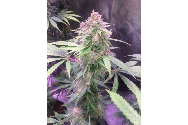 Blue Dream (Zamnesia Seeds) feminized