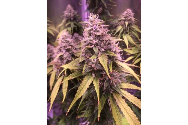 Blue Dream (Zamnesia Seeds) feminized