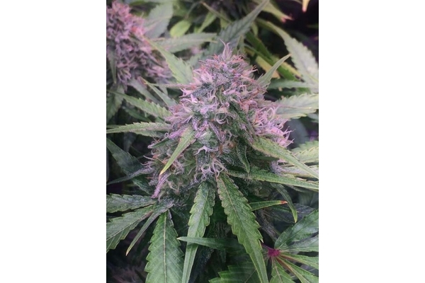 Blue Dream (Zamnesia Seeds) feminized