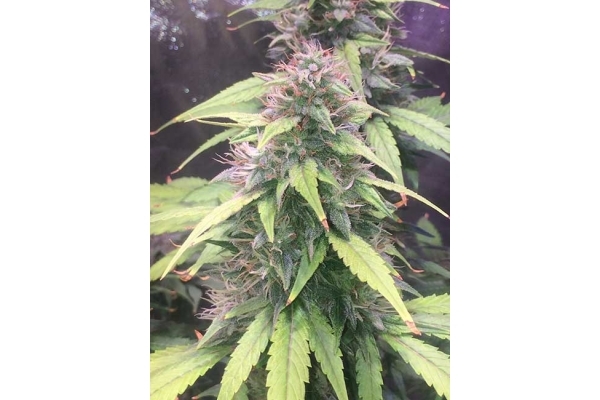 Blue Dream (Zamnesia Seeds) feminized