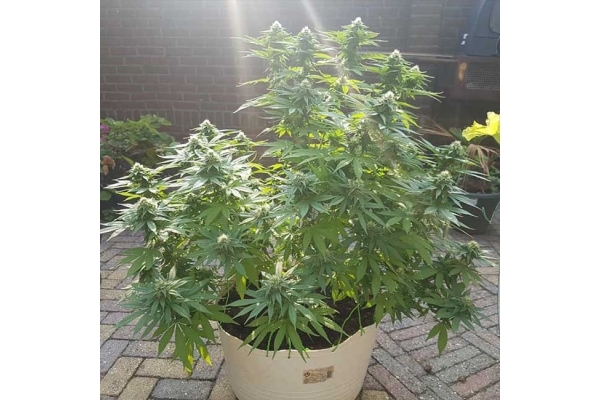 Blue Dream (Zamnesia Seeds) feminized
