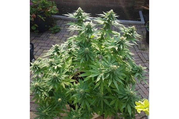 Blue Dream (Zamnesia Seeds) feminized