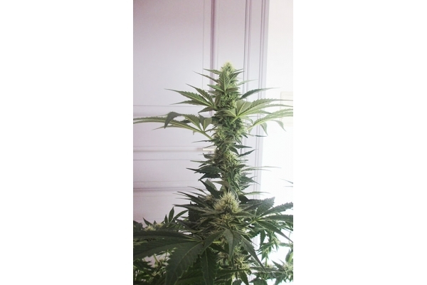 Blue Dream (Zamnesia Seeds) feminized
