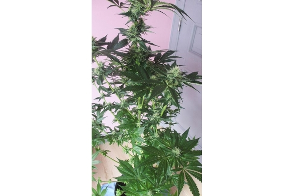 Blue Dream (Zamnesia Seeds) feminized