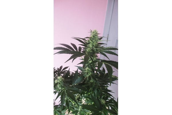 Blue Dream (Zamnesia Seeds) feminized