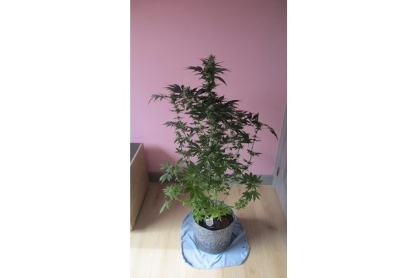 Blue Dream (Zamnesia Seeds) feminized