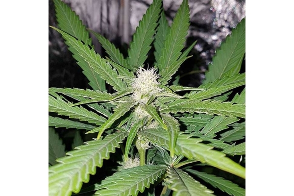 Northern Lights (Zamnesia Seeds) feminized