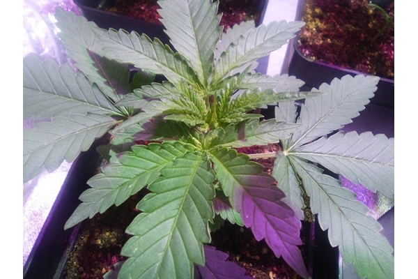 Critical (Zamnesia Seeds) feminized Critical (Zamnesia Seeds) feminized