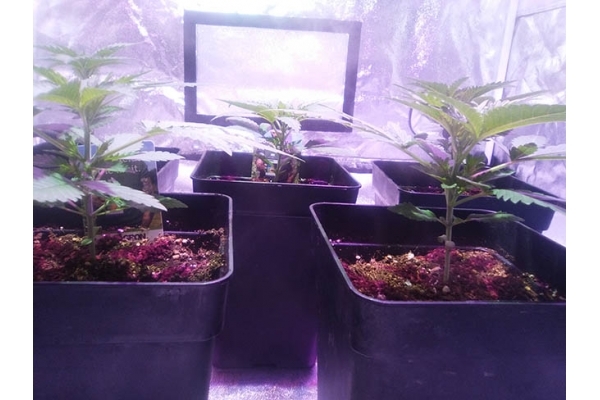 Critical (Zamnesia Seeds) feminized Critical (Zamnesia Seeds) feminized