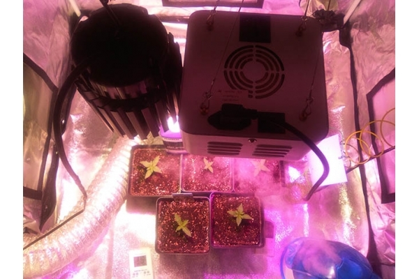 Critical (Zamnesia Seeds) feminized Critical (Zamnesia Seeds) feminized