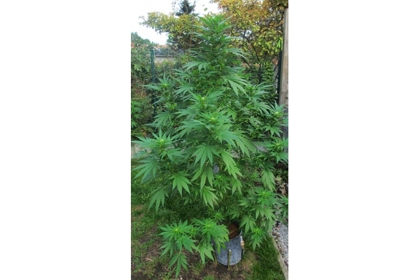 Critical (Zamnesia Seeds) feminized Critical (Zamnesia Seeds) feminized