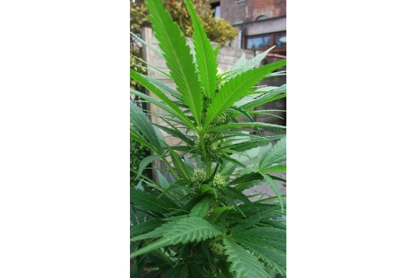 Critical (Zamnesia Seeds) feminized Critical (Zamnesia Seeds) feminized